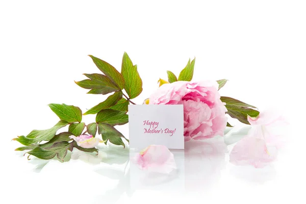Півонія рожева красива квітка з пелюстками та вітальною листівкою — стокове фото
