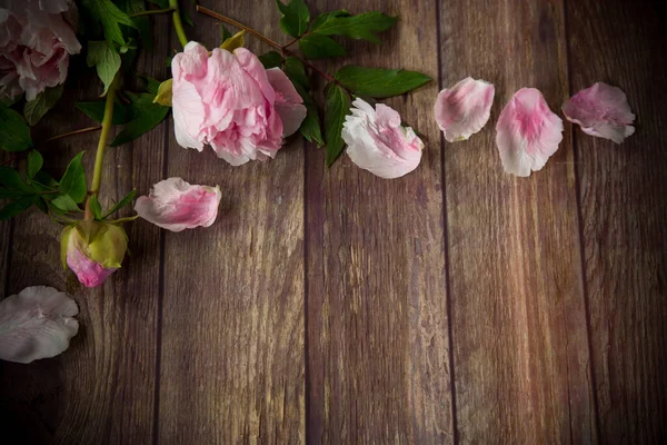 Belle peonie fiorite con petali su un tavolo di legno — Foto Stock