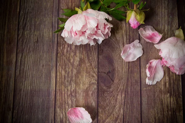 Mooie bloeiende pioenrozen met bloemblaadjes op een houten tafel — Stockfoto