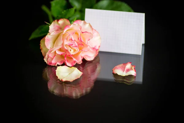 Φωτεινό ροζ τριαντάφυλλο με πράσινα φύλλα, σε μαύρο φόντο — Φωτογραφία Αρχείου