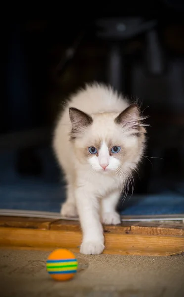 Två månader gammal Ragdoll kattunge hemma — Stockfoto