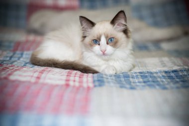 İki aylık Ragdoll yavrusu evde.