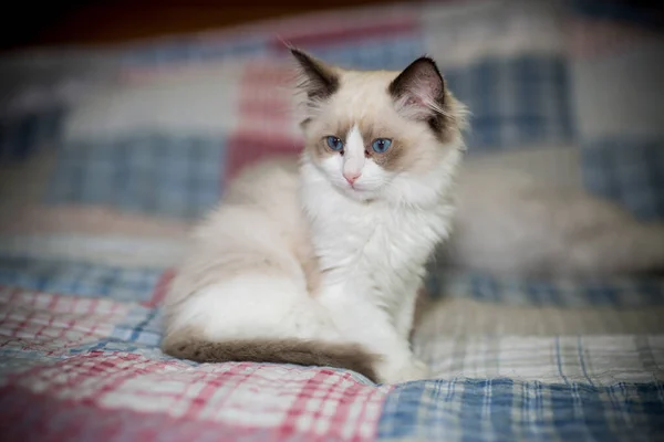 Dois meses de idade Ragdoll gatinho em casa — Fotografia de Stock