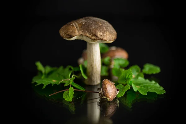 Uncultivated organic forest mushrooms on black background — Stock Photo, Image