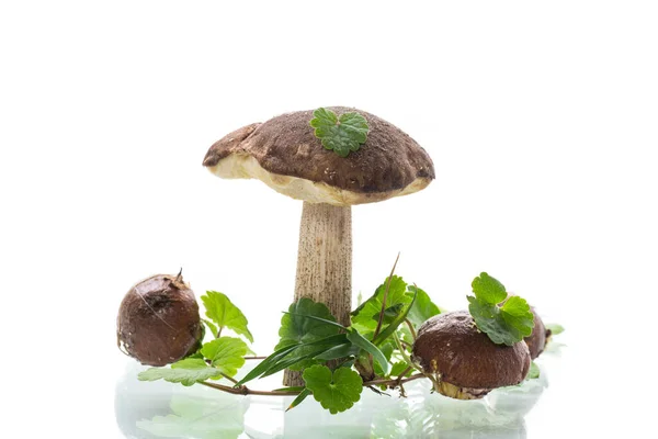 Uncultivated organic forest mushrooms on white background — Stock Photo, Image