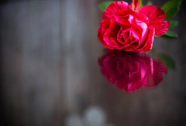 Rose rouge avec des feuilles vertes, sur un fond sombre — Photo