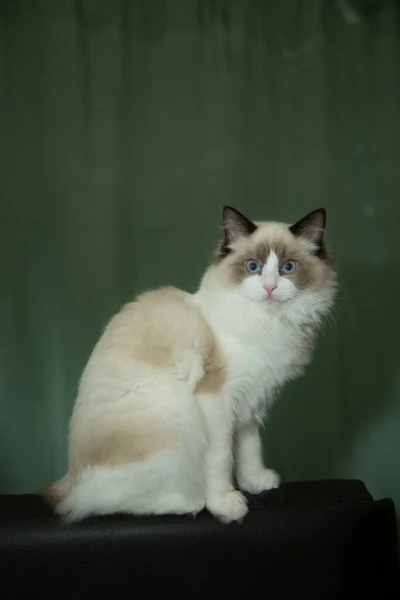 Jovem Saudável Bonito Puro Sangue Ragdoll Gato Casa — Fotografia de Stock