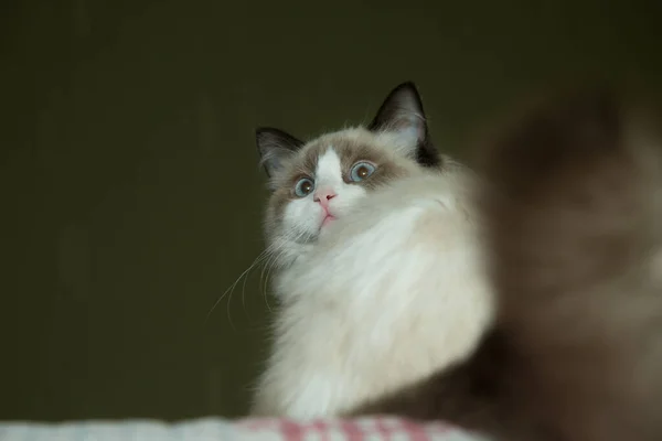 Jovem Saudável Bonito Puro Sangue Ragdoll Gato Casa — Fotografia de Stock