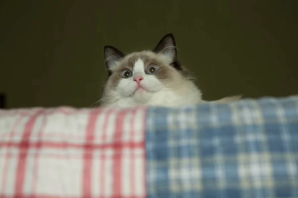 Joven Sana Hermosa Pura Raza Ragdoll Gato Casa — Foto de Stock