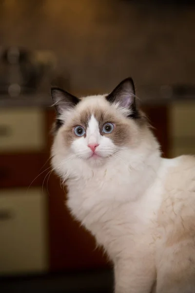 Young Healthy Beautiful Purebred Ragdoll Cat Home — Stock Photo, Image