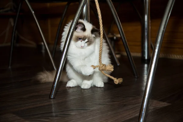 Young Healthy Beautiful Purebred Ragdoll Cat Home — Stock Photo, Image