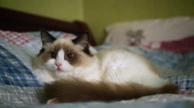 Genç, güzel, safkan Ragdoll kedisi evde.