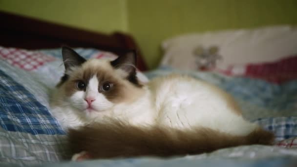 Young beautiful purebred Ragdoll cat at home — Stock Video