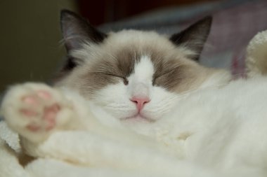 Genç, güzel, safkan Ragdoll kedisi evde.