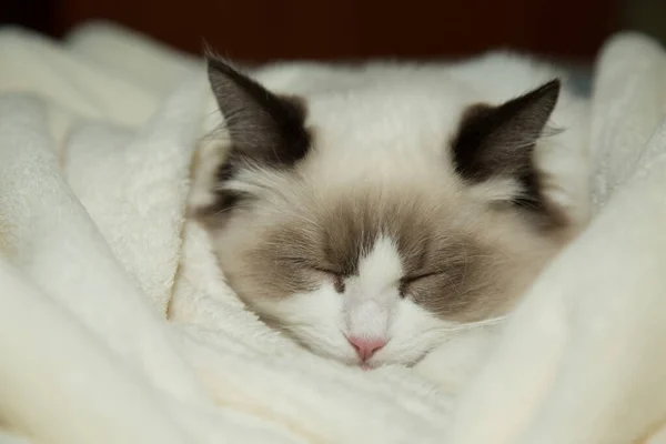 집에 있는 아름답고 순종하는 래그돌 고양이 — 스톡 사진