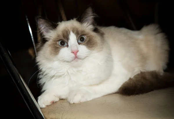 Jovem Saudável Bonito Puro Sangue Ragdoll Gato Casa — Fotografia de Stock