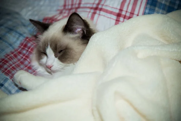 Giovane bella Ragdoll gatto di razza pura a casa — Foto Stock