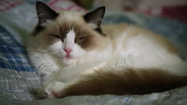 집에 있는 아름답고 순종하는 래그돌 고양이 — 비디오