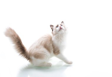 Genç, güzel Ragdoll kedisi beyaz arka planda izole edilmiş