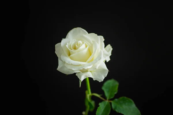 Jedna Piękna Biała Róża Odizolowana Czarnym Tle — Zdjęcie stockowe
