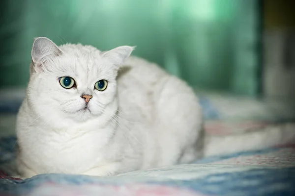 Adult Cat Pedigree Scottish Chinchilla Straight Ears Home — Stock Photo, Image