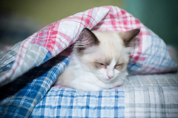 Liten Två Månader Gammal Ragdoll Kattunge Hemma — Stockfoto