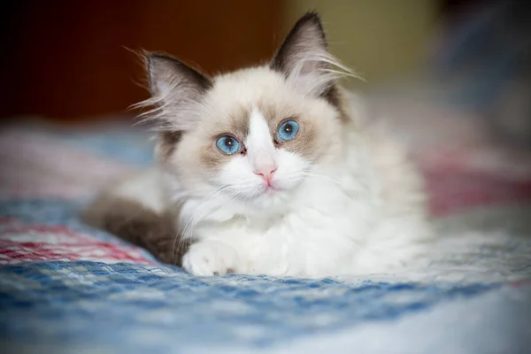 Kleine Twee Maanden Oud Ragdoll Kitten Thuis — Stockfoto