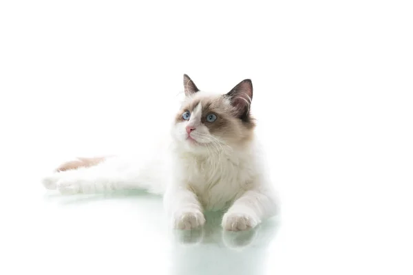 Jovem Bela Ragdoll Gato Isolado Fundo Branco — Fotografia de Stock