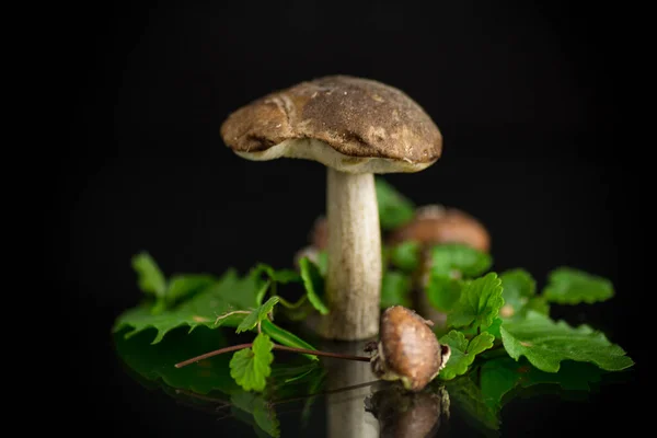在黑色背景下分离的未开垦的有机森林蘑菇 — 图库照片