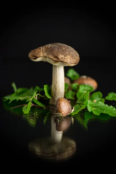 Uncultivated Organic Forest Mushrooms Isolated Black Background — Stock Photo, Image
