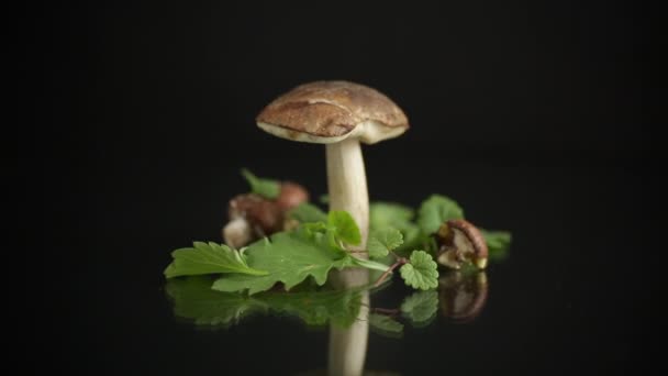 Cogumelos florestais orgânicos não cultivados sobre fundo preto — Vídeo de Stock