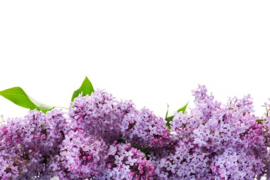 Beyaz arka planda yalıtılmış güzel bahar çiçekleri.