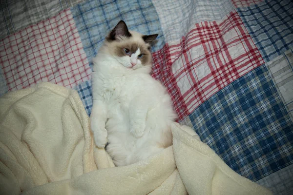 Giovane Sano Bel Gatto Ragdoll Razza Pura Casa — Foto Stock