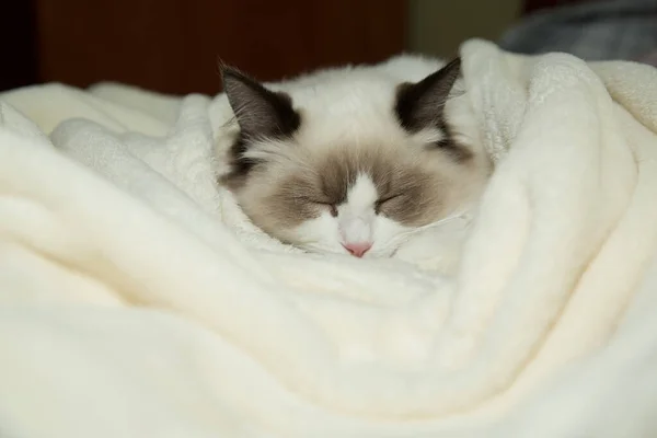 Jovem Saudável Bonito Puro Sangue Ragdoll Gato Casa — Fotografia de Stock