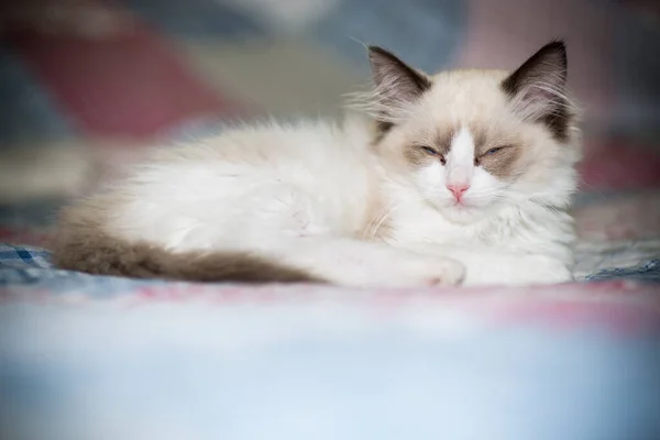 Маленький Двухмесячный Котенок Ragdoll Дома — стоковое фото