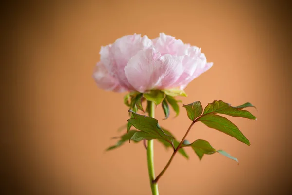 Fioritura Rosa Albero Come Fiore Peonia Isolato Sfondo Arancione — Foto Stock