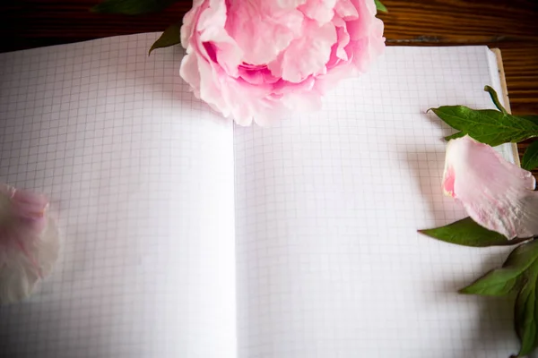 Rosa Schöne Pfingstrose Mit Blütenblättern Leeres Notizbuch Für Text Auf — Stockfoto