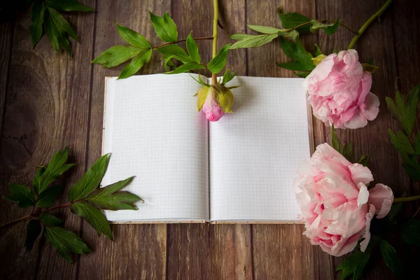 Hermosas Peonías Florecientes Rosadas Cuaderno Blanco Detallado — Foto de Stock
