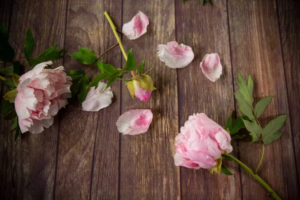 Bellissime Peonie Rosa Fiorite Con Petali Tavolo Legno — Foto Stock