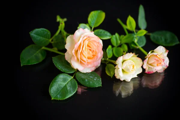 Рожеві Красиві Літні Троянди Ізольовані Чорному Фоні — стокове фото