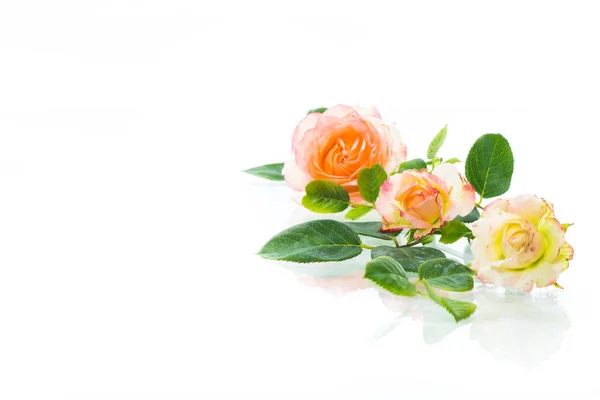 Rosa Belas Rosas Verão Isolado Fundo Branco — Fotografia de Stock