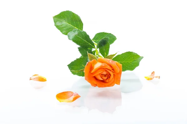 Leuchtend Orange Rose Mit Grünen Blättern Isolation Auf Weißem Hintergrund — Stockfoto