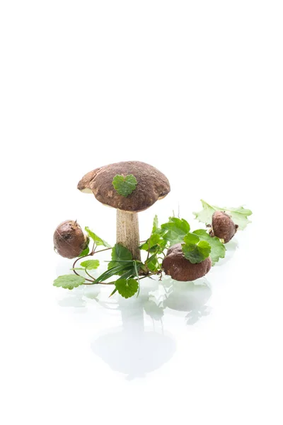 Champignons Forêt Biologique Non Cultivés Isolés Sur Fond Blanc — Photo