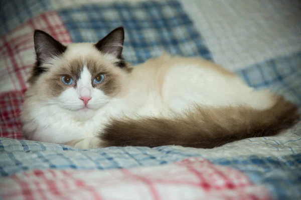 Jonge Gezonde Mooie Rasechte Ragdoll Kat Thuis Stockfoto