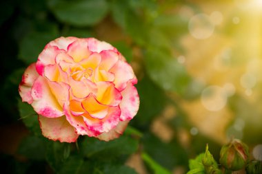 Turuncu arkaplanda kırmızı bir leke olan güzel sarı bir gül.