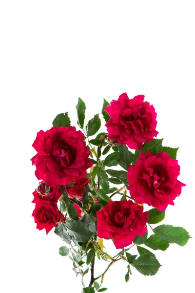 Bouquet Belles Roses Rouges Isolées Sur Fond Blanc — Photo