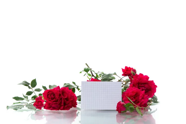 Bouquet Belles Roses Rouges Isolées Sur Fond Blanc — Photo