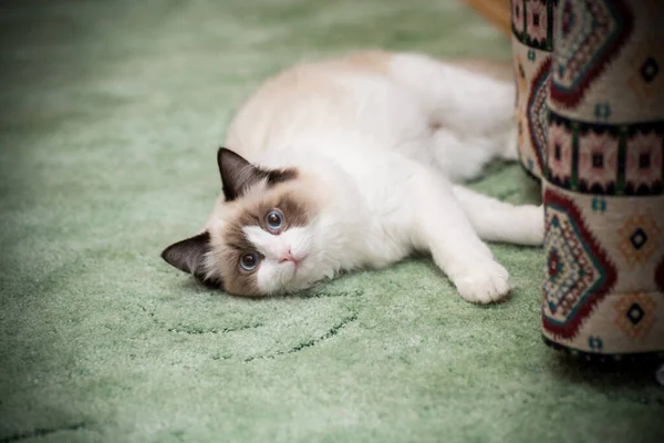 Jovem Saudável Bonito Puro Sangue Ragdoll Gato Casa — Fotografia de Stock