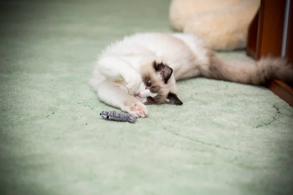 Young Healthy Beautiful Purebred Ragdoll Cat Home — Stock Photo, Image