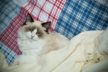 Genç, sağlıklı, güzel, safkan Ragdoll kedisi, evinde.